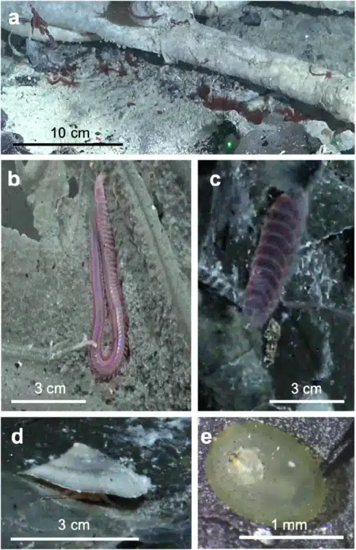 Massive Animal Existence within the Oceanic Crust: An Sudden Discovery