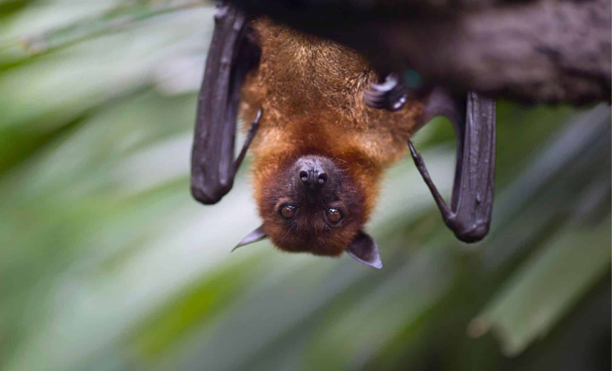 What If “Bat Blood” May just Make Human Hibernation for Interstellar Trips Imaginable?