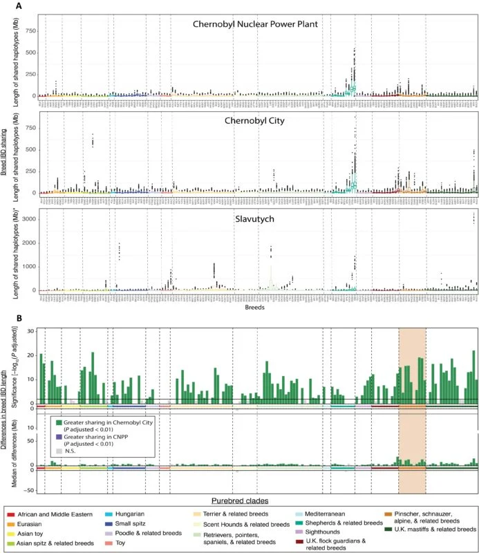 Differences In Breed Ancestry Between Chernobyl Populations.